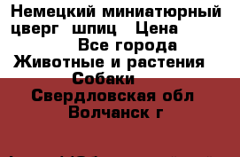 Немецкий миниатюрный(цверг) шпиц › Цена ­ 50 000 - Все города Животные и растения » Собаки   . Свердловская обл.,Волчанск г.